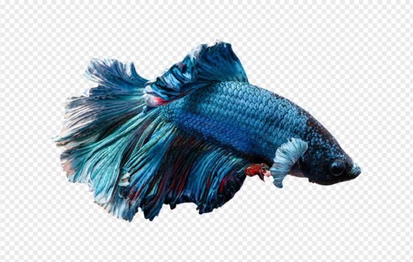 Blue Betta Fish PNG