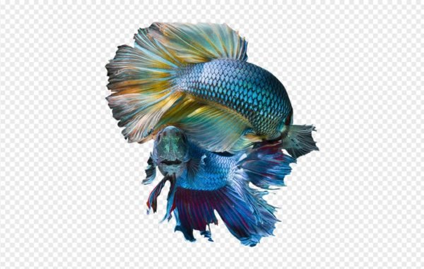 Blue Betta Fishes PNG
