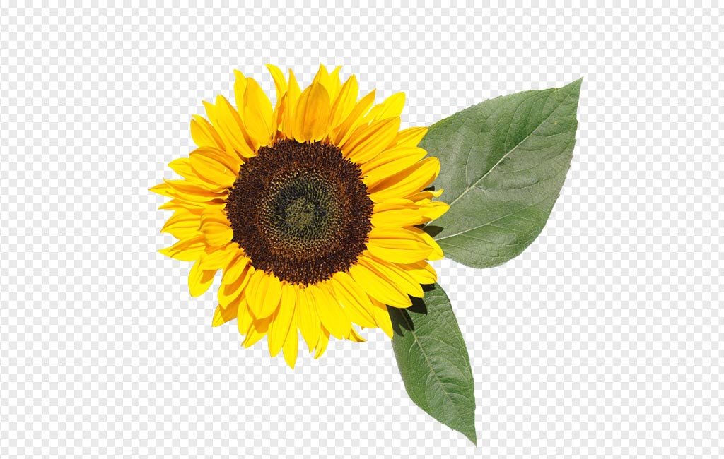Download Sunflower PNG - Vector For Free